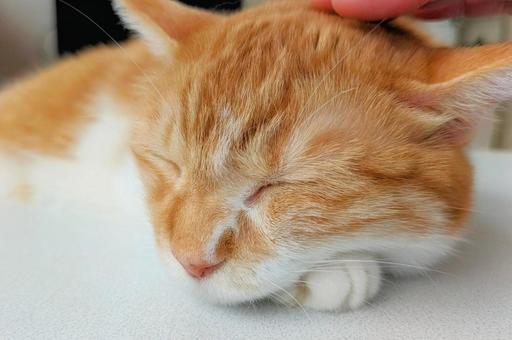 猫の額 顔アップ 猫の額 顔アップの写真