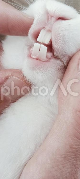 白いうさぎの前歯 ウサギ,うさぎ,前歯の写真素材