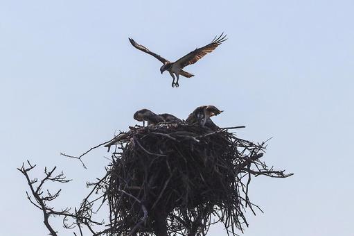 ミサゴ ミサゴ 鷹,鷲,鳶の写真素材