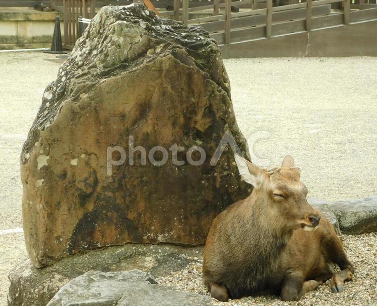 そのうち岩になりそうなシカさん 秋,鹿,シカの写真素材