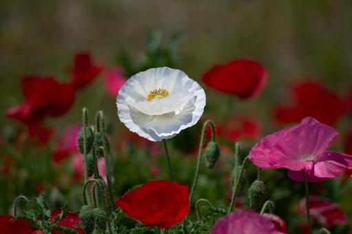ポピー①の写真