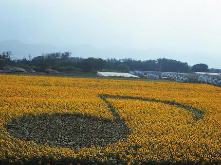 ひまわり畑・その2 ひまわり畑・その2 ヒマワリ,ひまわり,山梨の写真素材