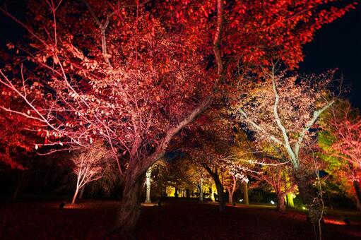 紅葉風景 紅葉風景,京都,二条城の写真素材