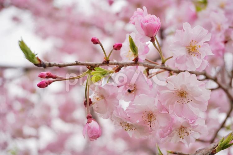 蕾と葉桜と桜の花 桜,さくら,サクラの写真素材