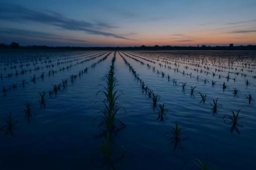 夕暮れの水田風景の写真