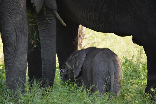 Photo, child elephant, elephant, african elephant, 