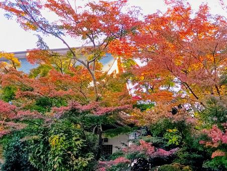 朝日が差し込む観音寺境内　秋　柏市 紅葉,朝日が差し込む,観音寺の写真素材