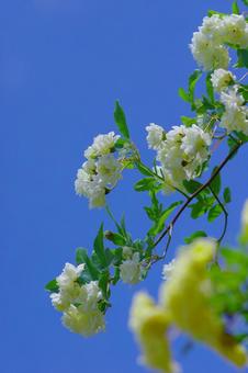 モッコウバラ 薔薇 春の花 白い花 モッコウバラ 薔薇 春の花 白い花の写真