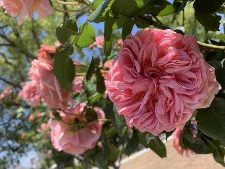 バラ バラの写真