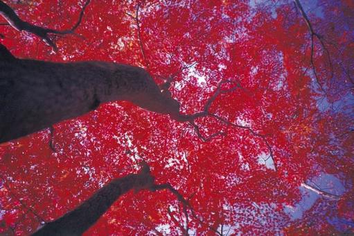 紅葉 紅葉の写真