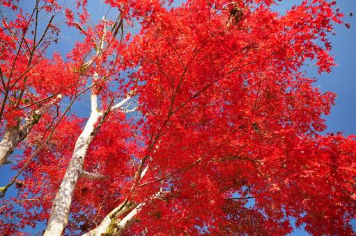 鹿児島県伊佐市の曽木の滝公園の紅葉 鹿児島県,伊佐市,曽木の滝公園の写真素材