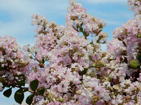 【花の写真】淡いピンクの百日紅 サルスベリ,百日紅,植物の写真素材