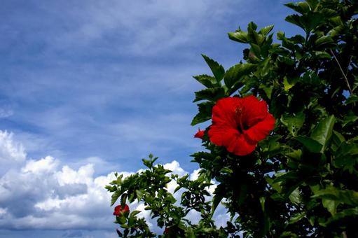 <素材>夏の青空とハイビスカスの花 <素材>夏の青空とハイビスカスの花の写真