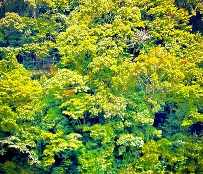 山 植物,木,緑の写真素材