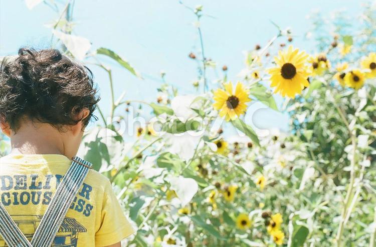 ひまわりと子供（フィルム写真） ひまわり,向日葵,夏の写真素材