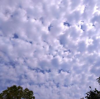 うろこ雲2 うろこ雲2の写真