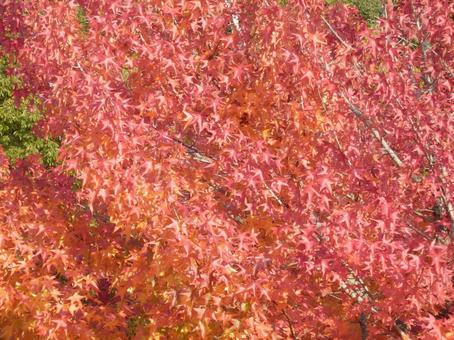 【紅葉写真】美しい紅葉 紅葉,自然,風景の写真素材