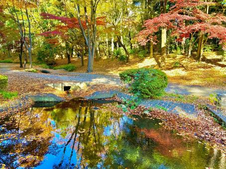 水辺に映る美しい紅葉② 色とりどり,鮮やか,川の写真素材