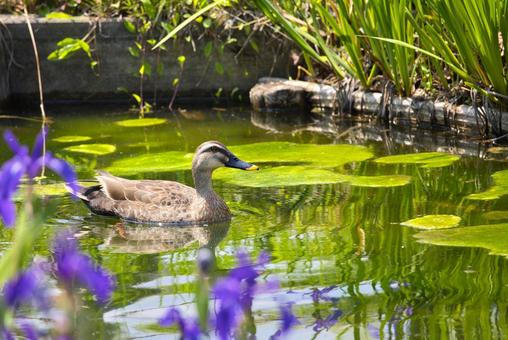 Ducks on a picturesque waterside, JPG Ducks on a picturesque waterside, JPG