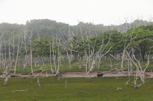 Photo, wild peninsula, narawarra, natural, 