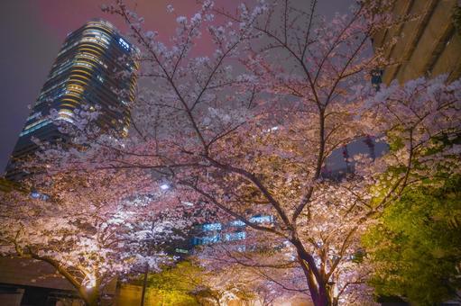 高層ビルと満開の桜 高層ビルと満開の桜 桜,満開,桜並木の写真素材