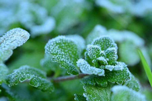 霜がついた草 霜,霜衣,凍結の写真素材