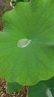 ハスの葉、しずく ハスの葉、しずくの写真