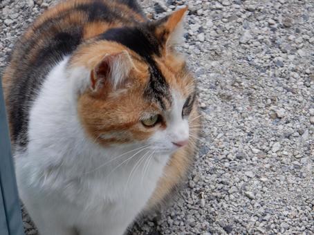 Stray cat (thinking...), JPG Stray cat (thinking...), JPG