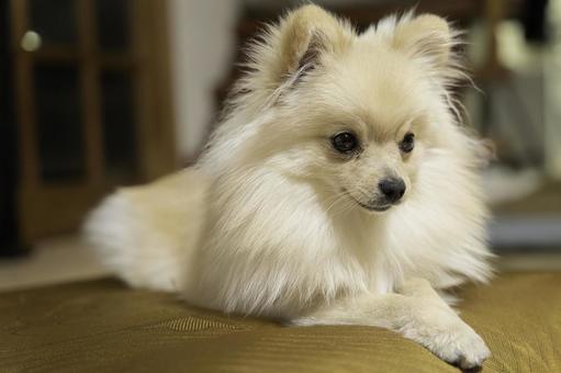 ポメラニアン【生後約8か月】 ポメラニアン,ふわふわ,もふもふの写真素材