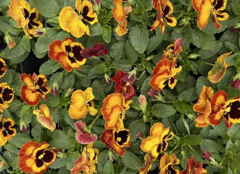 パンジー（オレンジ、イエロー） 花,パンジー,ビオラの写真素材