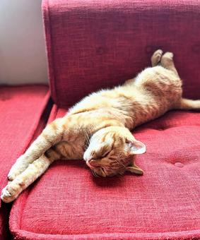 昼寝する猫 ネコ,茶トラ,居眠りの写真素材