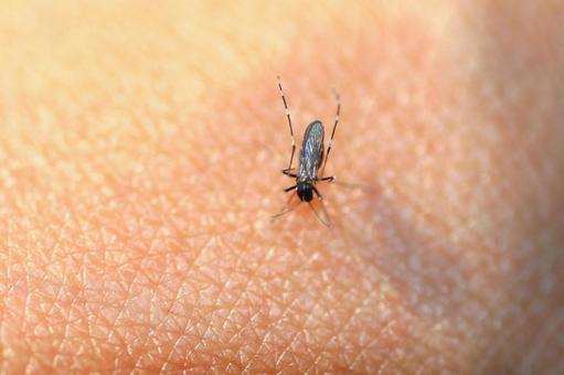 Mosquitoes Blood Mosquitoes Skin Needles Blood-sucking Vampires Summer Mosquitoes Blood Mosquitoes Skin Needles Blood-sucking Vampires Summer