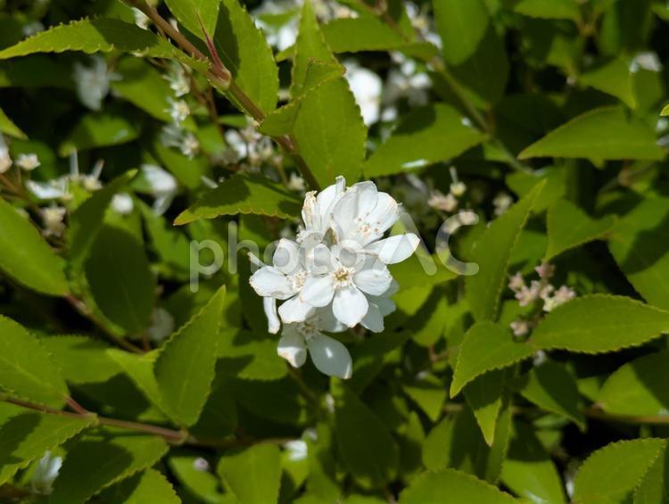 立夏過ぎの横浜市北部のヒメウツギの花 花木,アジサイ科,落葉低木の写真素材