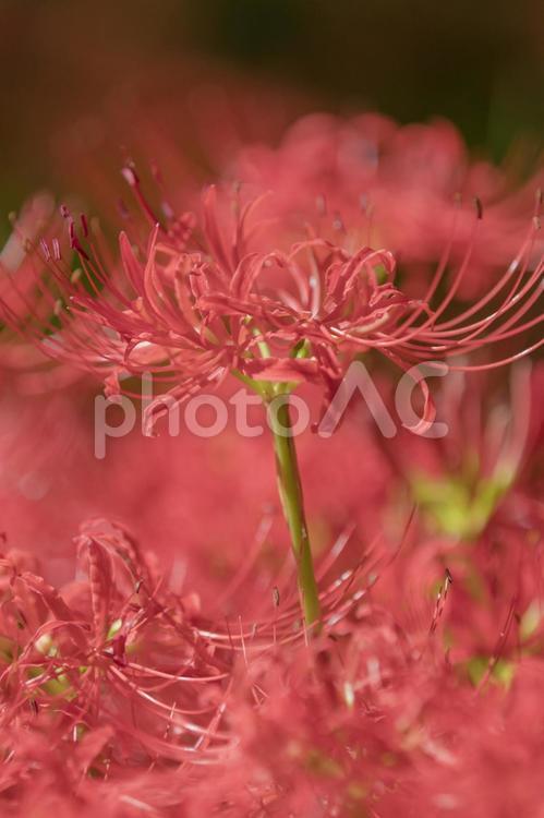 秩父巾着田に咲く曼珠沙華の花 曼珠沙華,彼岸花,埼玉の写真素材