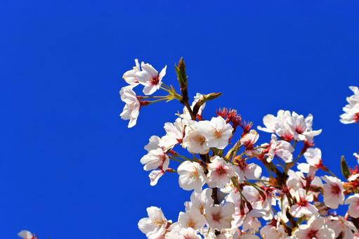 満開の桜 満開の桜 サクラ,春,木の写真素材