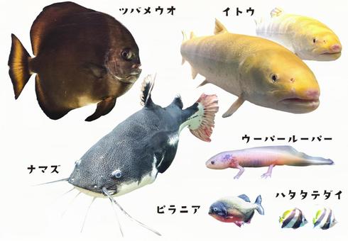 Fish Cutout, JPG