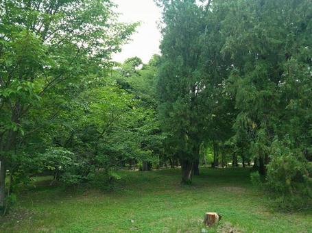 緑の風景 緑の風景の写真