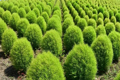 Photo, green, soil, kokia, 