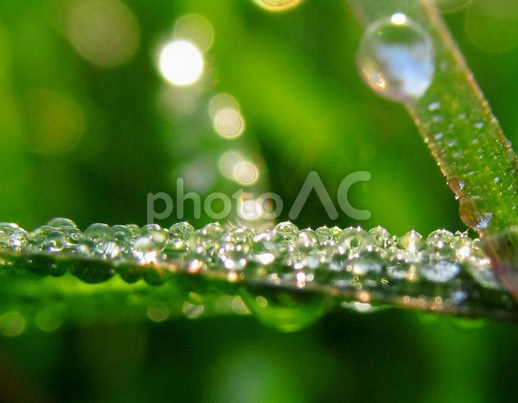 水滴と朝の光Water drops 水滴,しずく,雨の写真素材