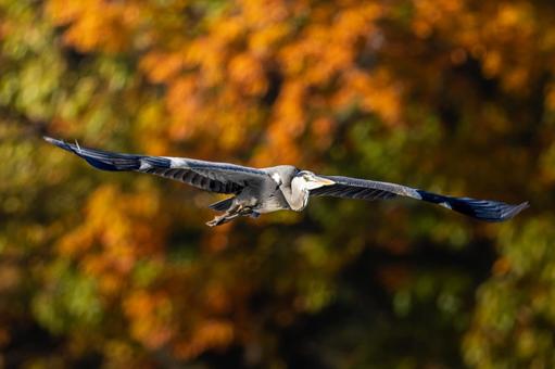 空飛ぶアオサギ サギ,アオサギ,野鳥の写真素材