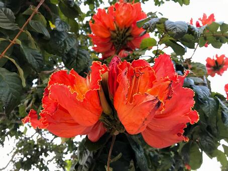 カエンボク (Okinawa)の写真