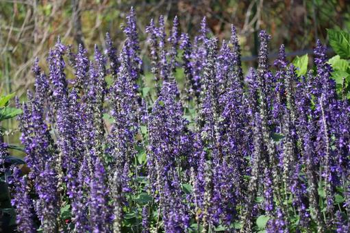 紫色の満開のサルビアネモローサの花畑の写真