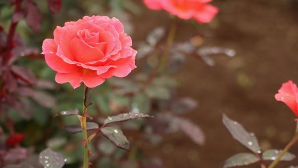 雨上がりの秋バラに恋して 薔薇,バラ,ピンクの写真素材