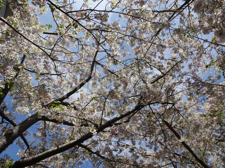 葉桜交じりの桜-24 青空,空,雲の写真素材