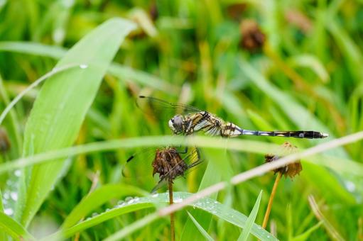 シオカラトンボ(メス) ⑿ シオカラトンボ(メス) ⑿の写真