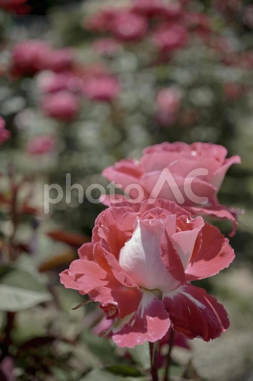 初夏の陽射しを浴びた鮮かな薔薇の花 風景,薔薇,ローズの写真素材