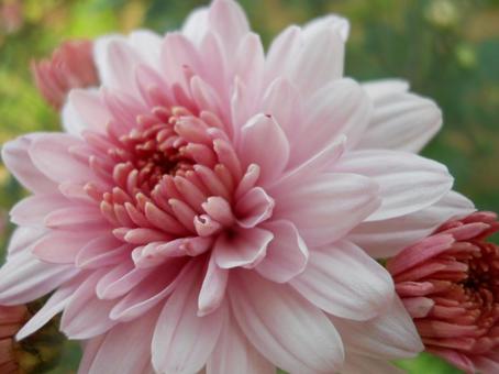 菊 菊の写真