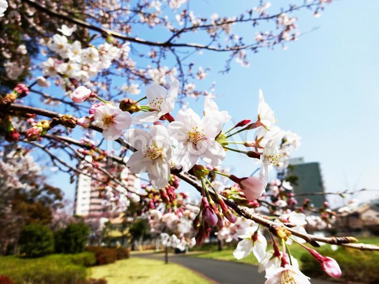 桜と街 桜,さくら,サクラの写真素材