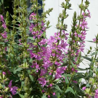 ミソハギの花 ミソハギの花 花,夏の花,お盆の写真素材