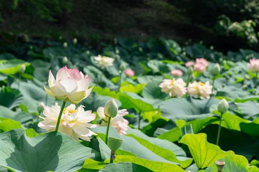 池に浮かぶピンクのハスの花 池に浮かぶピンクのハスの花 蓮,蓮の花,睡蓮の写真素材
